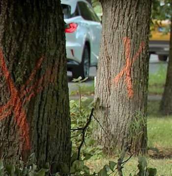 Sākotnēji veloceliņa projektā tika paredzēts izcirst 256 kokus.