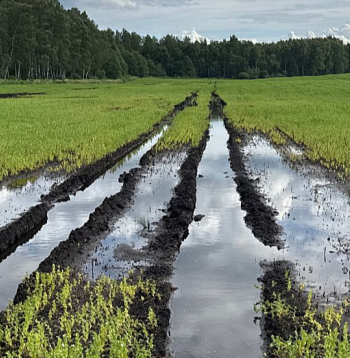 Ilgstošo lietavu dēļ zeme daudzviet ir pārmitra vai pilnībā zem ūdens, kartupeļi, graudaugi pūst, izplatās slimības un vietām lauku kopšana ir neiespējama.