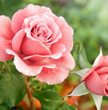 Rozes.