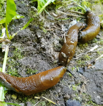 Spānijas kailgliemeži.