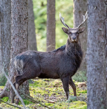 Sika briedis (Cervus nippon).