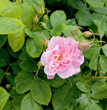 Rosa majalis 'Foecundissima', kas aug Cēsu pils teritorijā. Izcelsme no Ungurmuižas, datējums ap 16. gs. beigām, 17. gs. sākumu.