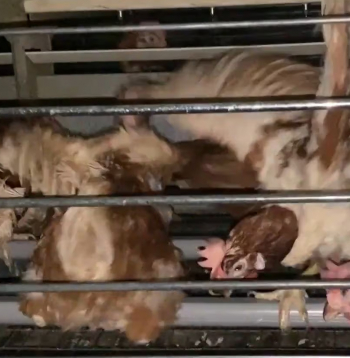 Jau vairāk nekā 30 000 cilvēku parakstījuši aicinājumu Latvijā aizliegt dējējvistu turēšanu sprostos