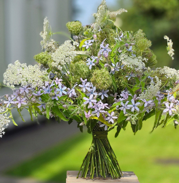 Gaisīgs pušķis no savvaļas burkāniem un tvīdijām (Oxypetalum caeruleum).