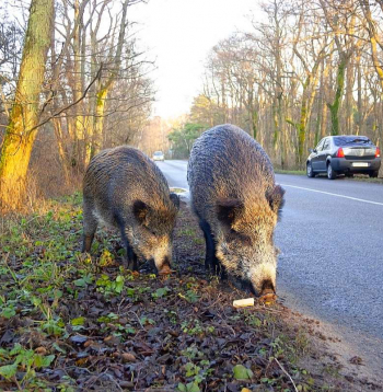Kad kādā apkaimē konstatē mežacūku aktivitāti, tiek rīkotas medības. Tās notiek nakts laikā un, kā uzsver gan mednieks, gan Rīgas domes pārstāvji, netiek organizētas intensīvi apdzīvotās vai cilvēku iecienītās vietās. (Attēlam ilustratīva nozīme.)