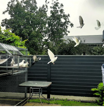 Reinolds Ļaudansks rokās tur savu lepnumu – Klaipēdas augstlidotāju, bet no voljēra pagalmā izlaiž palidot pasta baložus.