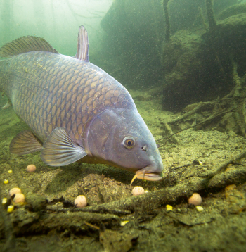 Labu apetīti! Labu apetīti!