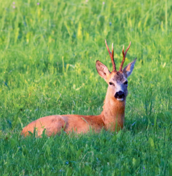 Dzīvnieka veselība vistiešākajā veidā atspoguļojas stirnāža trofeju kvalitātē.