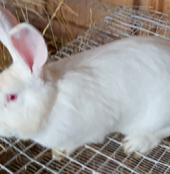 Termondas baltās šķirnes tēviņš.