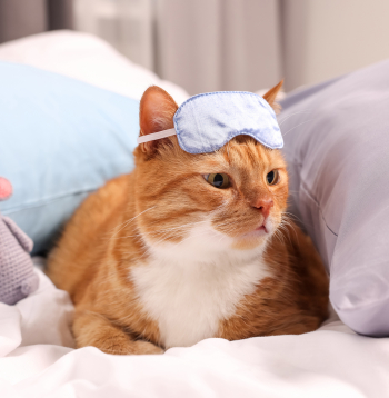 Nespēja iemigt liecina par neatrisinātu problēmu. 