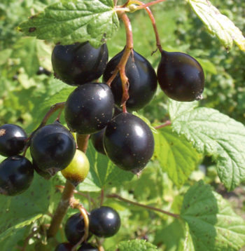 Upeņu šķirne 'Māra Eglīte'