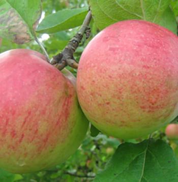 ‘Rudens svītrainais’ (Grāvenšteins)