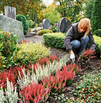 Rudens ir piemērots laiks apstādījumu veidošanai. Lai augi ieaugtos, pietiek gan siltuma, gan mitruma. Pirms ziemas vēlams parūpēties par jau esošajiem krūmiņiem, rāzītēm.