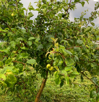 Sēklaudzis 'Lietuvas pepiņš" izaudzis kā superpunduris.