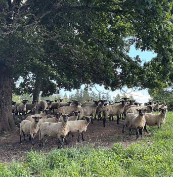 Latvijas tumšgalves aitu šķirnes vecais tips, ko audzē ZS "Silvas", mūsu valstī ir viena no astoņām apdraudēto lauksaimniecības dzīvnieku šķirnēm.