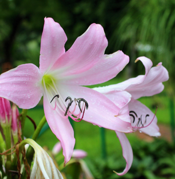 Krīnija (Crinum moorei), tautā saukta arī par istabas liliju, pieder pie amariļļu dzimtas.