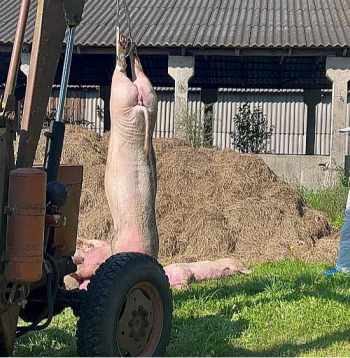 Āfrikas cūku mēra vīruss savu dzīvotspēju gaļā +4 °C temperatūrā spēj saglabāt pat 150 dienas, sausā sālītā šķiņķī tas iztur 140 dienas, bet saldētā gaļā – pat daudzus gadus. Tādējādi jebkas, kam pieskāries slimais dzīvnieks, būs potenciāls "bioloģiskais ierocis" slimības tālākai izplatībai.