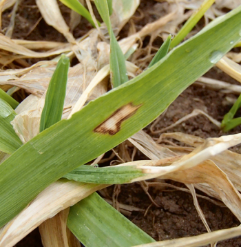 Stiebrzāļu gredzenplankumainības rudens infekcija.