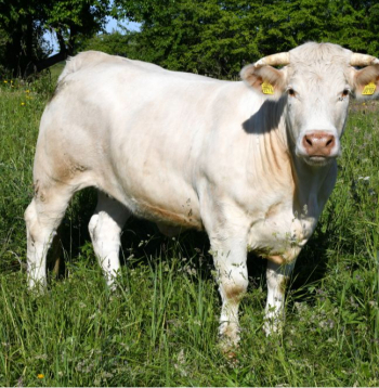 Ilustratīvs attēls.