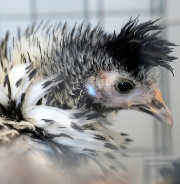 Izstāde "Vistu sēta 2025" Latvijas Dabas muzejā.