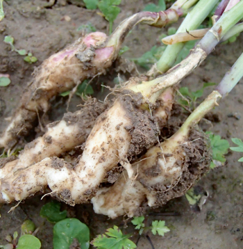 Krustziežu sakņu augoņi.