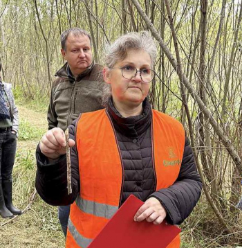 "Silavas" vadošā pētniece Dagnija Lazdiņa kopā ar žurnālistiem ceļā uz papeļu stādījumiem.