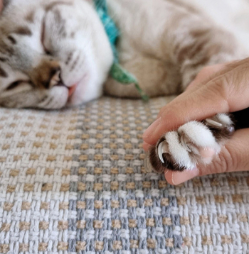 Nagus vieglāk apgriezt, ja kaķis ir noguris vai miegains. Nagus vieglāk apgriezt, ja kaķis ir noguris vai miegains.