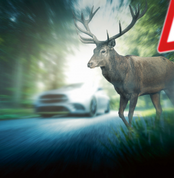 Pievērs uzmanību ceļa zīmei “Savvaļas dzīvnieki uz ceļa”!