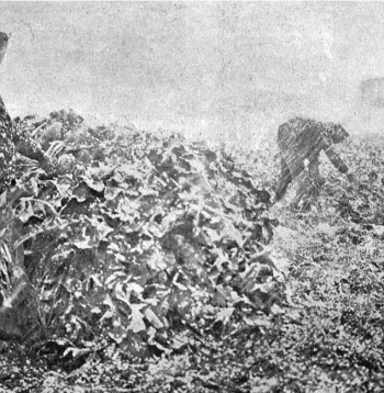 Biešu novākšana 1925. gada oktobrī.