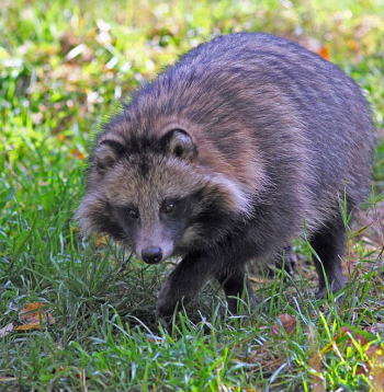 Jenotsuns patiešām ir suņu dzimtas dzīvnieks, "maska" ap acīm ir bez baltuma, un aste vienā krāsā. Jenotsuns patiešām ir suņu dzimtas dzīvnieks, "maska" ap acīm ir bez baltuma, un aste vienā krāsā.