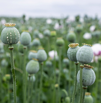 Opija magoņu lauki.