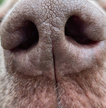 Mitrs deguns daudz labāk uztver un notur gaisā esošās smaržas. Mitrs deguns daudz labāk uztver un notur gaisā esošās smaržas.