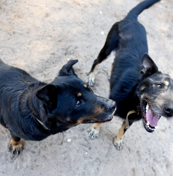 Latvijā joprojām ir daudz nečipētu suņu.