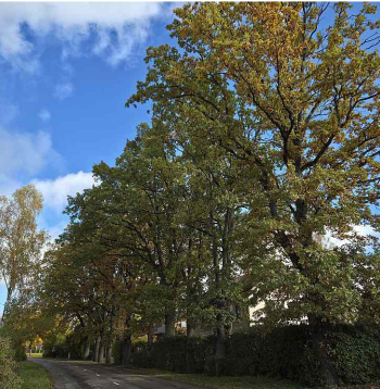 Ozolu rindu, kuru plānots nocirst, jo citādi “Latvijas valsts ceļu” ieskatā neesot iespējams izbūvēt gājēju un riteņbraucēju celiņu, pagājušā gadsimta sākumā pie savas mājas stādījis piensaimnieks Rūsa, bet kopušas un lolojušas vēl vairākas nākamās paaudzes.