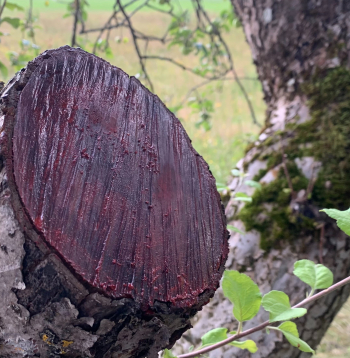 Ja brūce lielāka par 5cm diametrā, tā ir jāapstrādā.