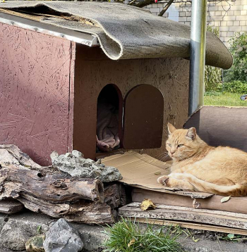 Vietējo iedzīvotāju ierīkota kaķu māja Teikas apkaimē Rīgā.