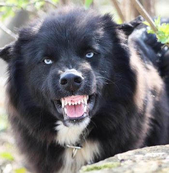 Nikns suns. Ilustratīvs attēls. Nikns suns. Ilustratīvs attēls.