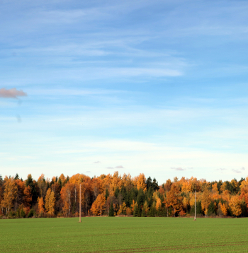 Ziemāju lauks. Ilustratīvs attēls.