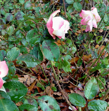 Rozes oktobra beigās.