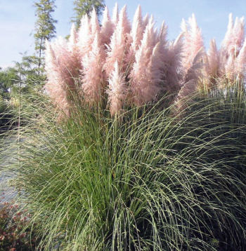 Pampu zāle 'Rosea'.