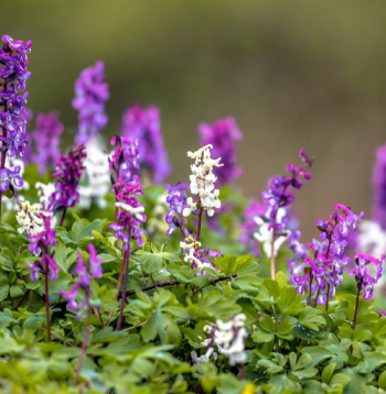 Nezāles cīrulīši.