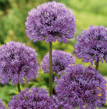 'Allium Aflatun' jeb dekoratīvais sīpols.