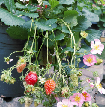 Dekoratīvās zemenes.