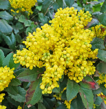 Pavasarī mahonija zied spilgti dzelteniem, smaržīgiem ziediem, kas izkārtoti ķekaros. 