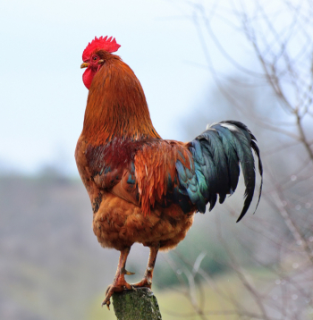 Mārtiņdienas simbols - gailis.