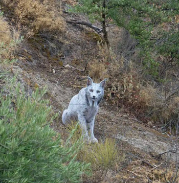 Ibērijas lūsis, latīniski Lynx pardinus. Ibērijas lūsis, latīniski Lynx pardinus.