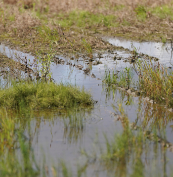 Applūdis labības lauks Madonas pusē.