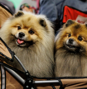 Izstādē "Zoo Expo 2025".