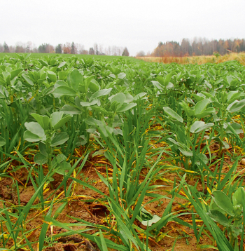 Sārņaugs pāraudzis kviešus.