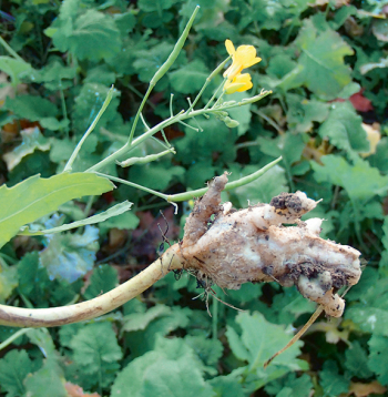 Krustziežu sakņu augoņi.